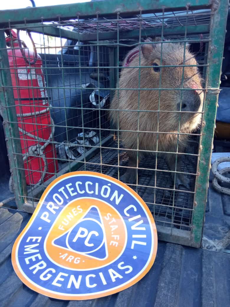 Fauna funense: Protección Civil rescató a un carpincho